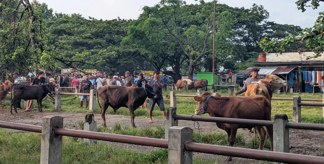 Fenomena 'Sapi Peliharaan' di Kalangan Anak Muda Kota: Tren Terapi atau Sekadar Flexing di 2026?