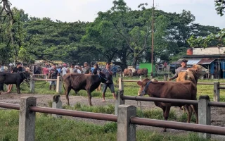 Fenomena 'Sapi Peliharaan' di Kalangan Anak Muda Kota: Tren Terapi atau Sekadar Flexing di 2026?