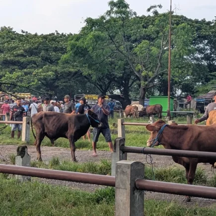 Fenomena 'Sapi Peliharaan' di Kalangan Anak Muda Kota: Tren Terapi atau Sekadar Flexing di 2026?