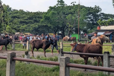 Fenomena 'Sapi Peliharaan' di Kalangan Anak Muda Kota: Tren Terapi atau Sekadar Flexing di 2026?